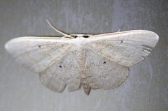 Scopula minorata
