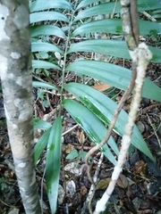 Zamia prasina