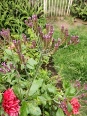 Verbena bonariensis