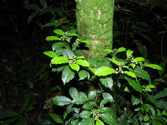 Eumachia boliviana