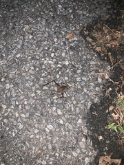 Tachycines asynamorus