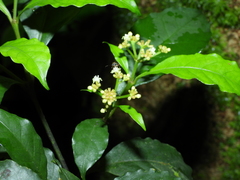 Eumachia boliviana