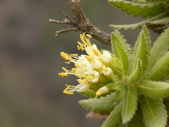 Cantua quercifolia