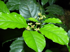 Eumachia boliviana