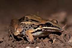Leptodactylus elenae