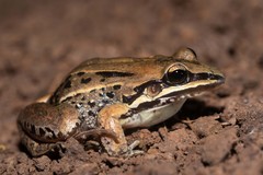 Leptodactylus elenae