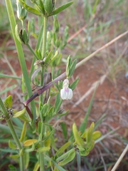 Justicia anagalloides