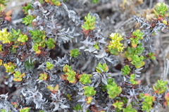 Chorizanthe mieresii