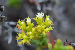 Chorizanthe mieresii