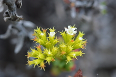 Chorizanthe mieresii