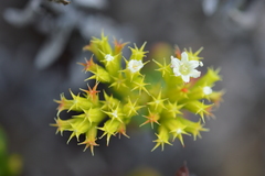 Chorizanthe mieresii