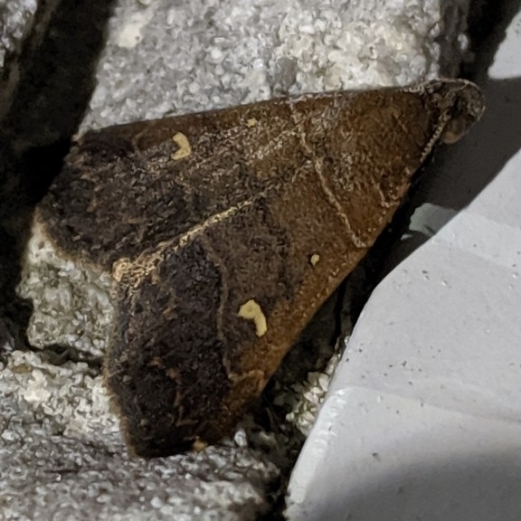 Bleptina verticalis