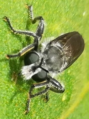 Laphriinae