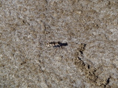 Cephalota circumdata leonschaeferi