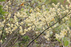 Litsea cubeba