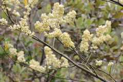 Litsea cubeba