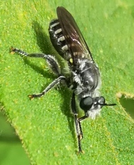 Laphriinae