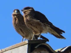 Daptrius chimango