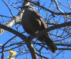 Cinclodes patagonicus