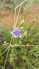 Asystasia atriplicifolia