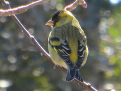 Spinus barbatus