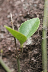 Euonymus fortunei