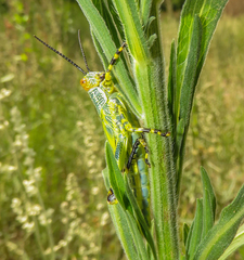 Zoniopoda tarsata