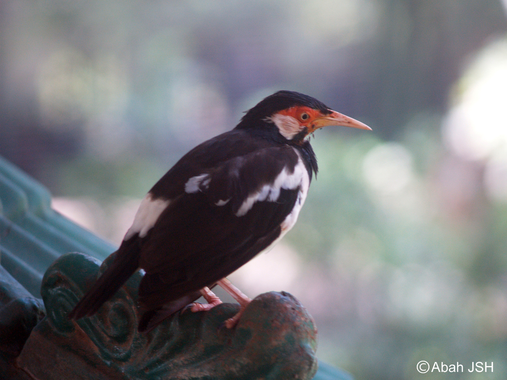 Javan Pied Starling photo