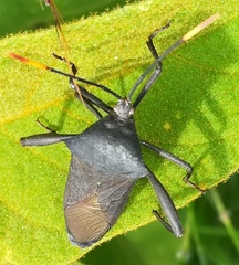 Anoplocnemis