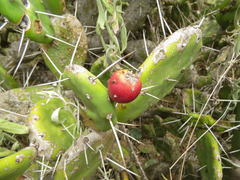 Opuntia