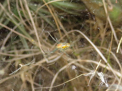 Mecynogea erythromela