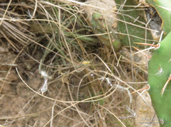 Mecynogea erythromela