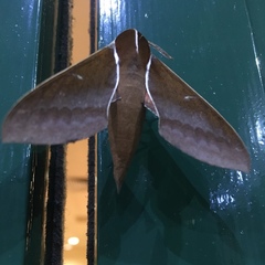 Theretra pallicosta
