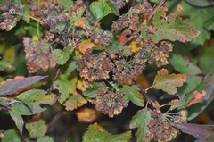 Physocarpus intermedius