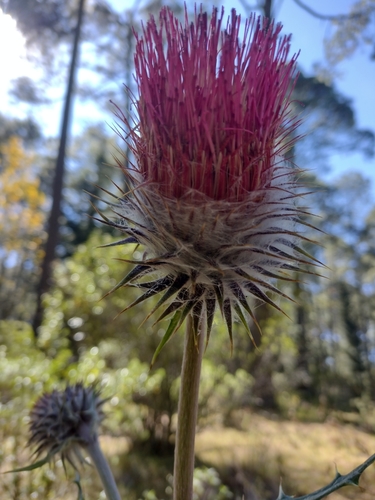 Image of Cirsium ehrenbergii by (c) Robert Martin, some rights reserved (CC BY)