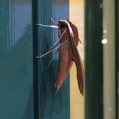 Theretra pallicosta