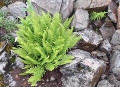 Athyrium americanum