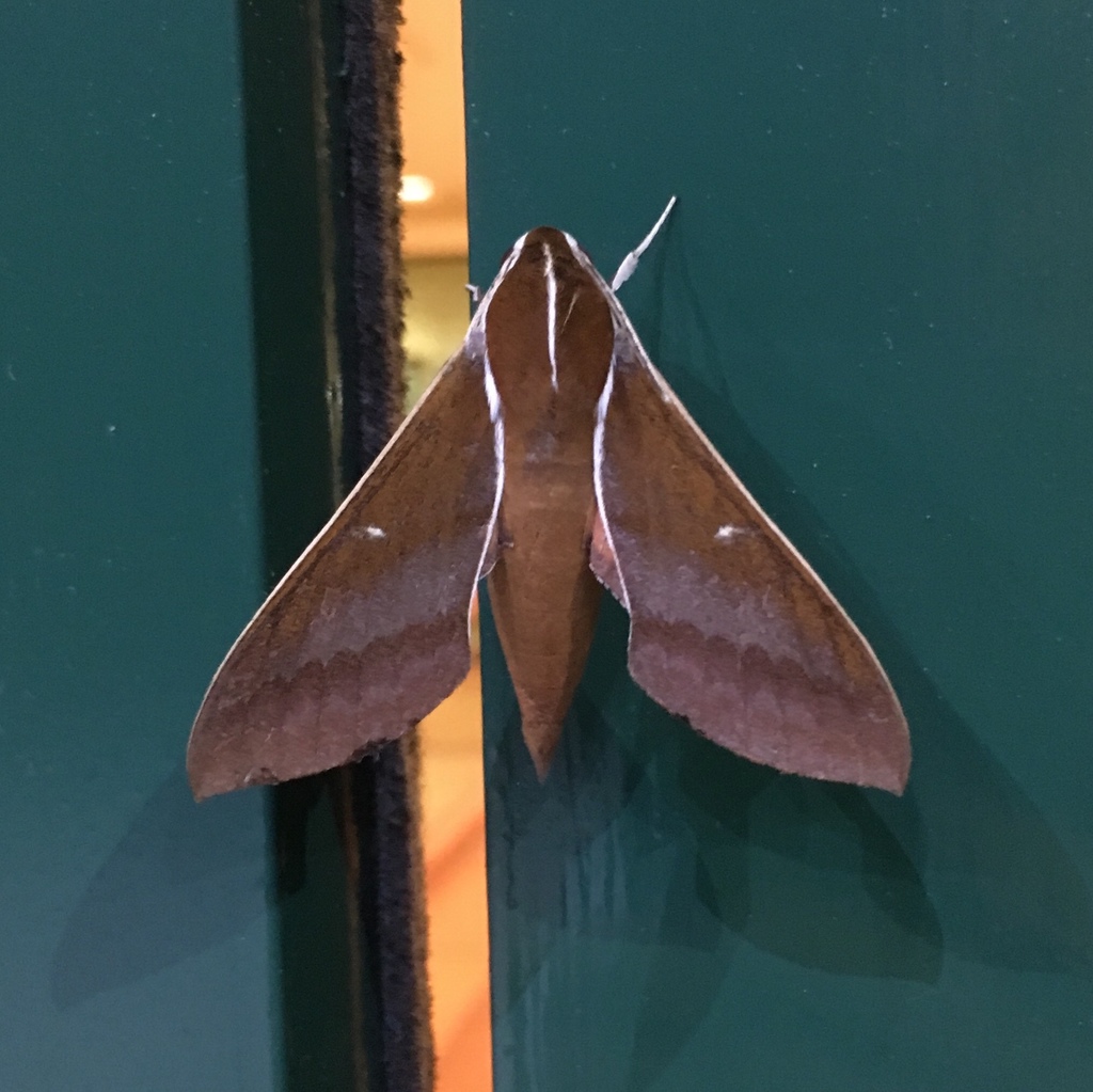 white-edged hunter hawkmoth