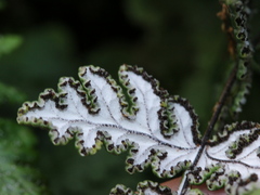 Aleuritopteris argentea