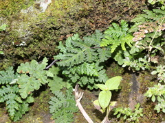 Aleuritopteris argentea