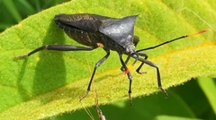 Anoplocnemis
