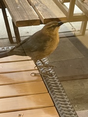 Quiscalus mexicanus