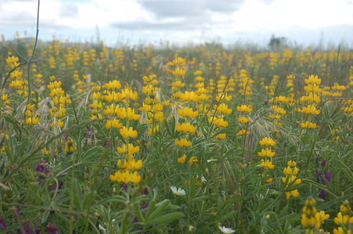 European yellow lupine
