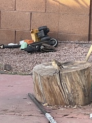 Mimus polyglottos