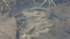 Aphyocypris normalis