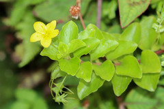Lysimachia azorica