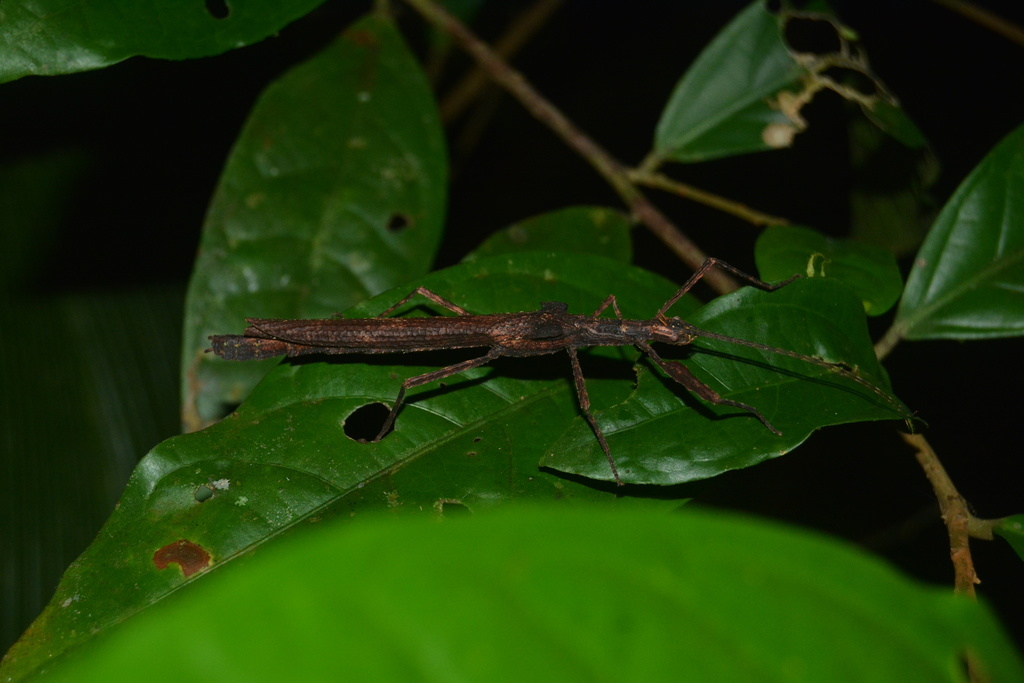 Periphloea