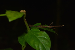 Paraphasma trianguliferum