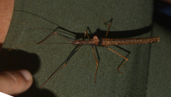 Pseudophasma flavipes