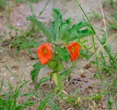 Pterodiscus cinnabarinus